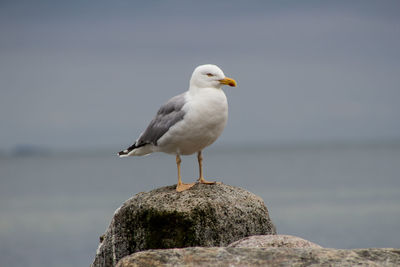 Seagull perching on rock by sea against sky