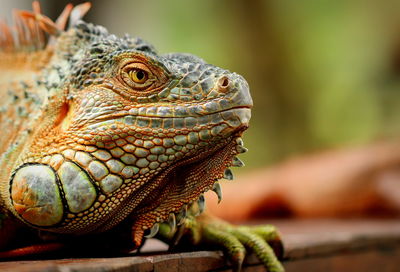 Close-up of lizard