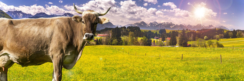 Portrait of cow on meadow in front of lake and mountains