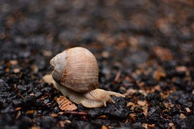 Close-up of snail on ground