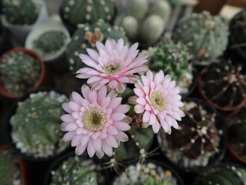 Close-up of pink flowering plants