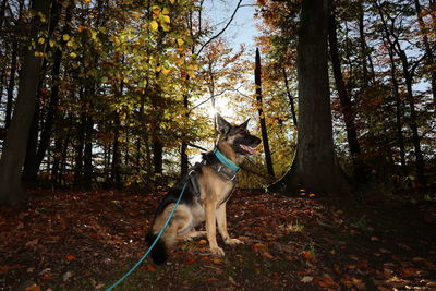 Dog standing by tree in forest