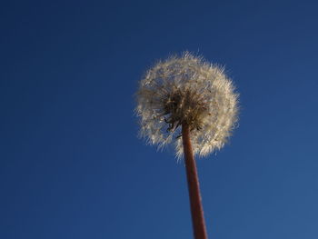 Low angle view of dandelion against clear blue sky