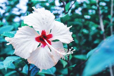 Close-up of white hibiscus flower