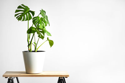 Beautiful monstera flower in a white pot stands on a wooden table on a white background. 