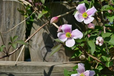 Close-up of pink flowering plants