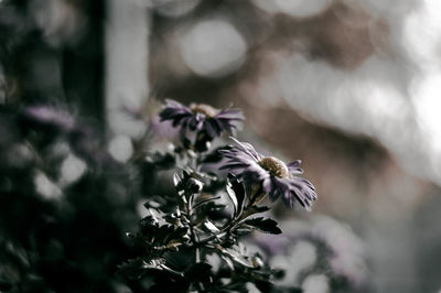 Close-up of flowers against blurred background