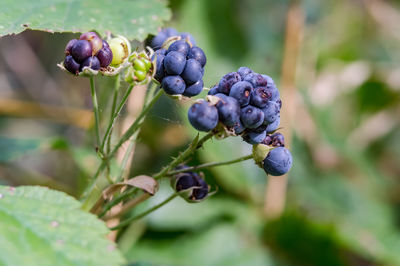 Close-up of berries growing on plant