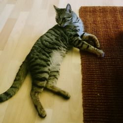 High angle view of cat sitting on floor