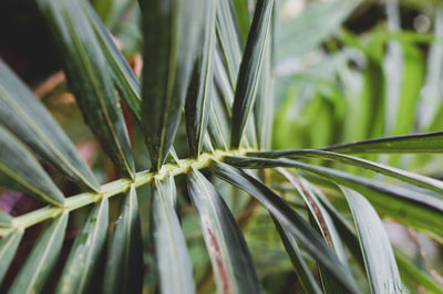 Close-up of plant growing outdoors