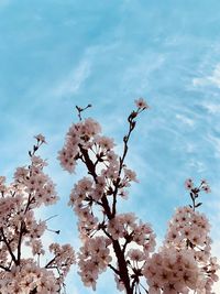 Low angle view of cherry blossoms against sky