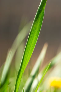 Close-up of fresh green plant in field