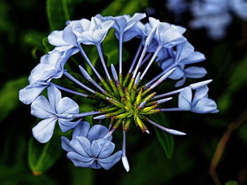 Close-up of purple flowering plant