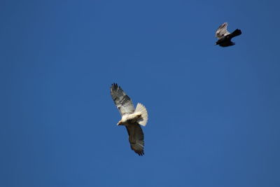 Low angle view of seagull flying against clear blue sky