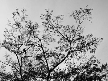 Low angle view of eagle perching on tree against sky