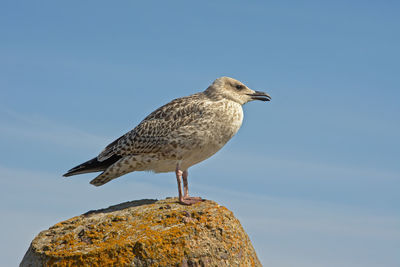 Seagull perching on rock against sky