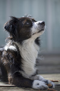 Small black and white border collie looking up at something.