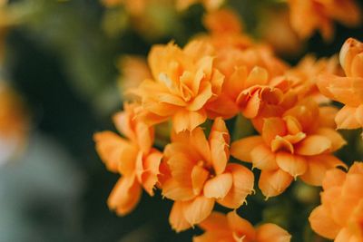 Close-up of orange rose flower