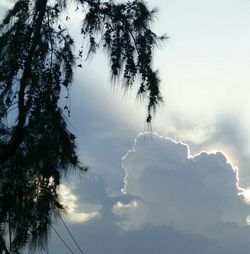 Low angle view of trees against sky