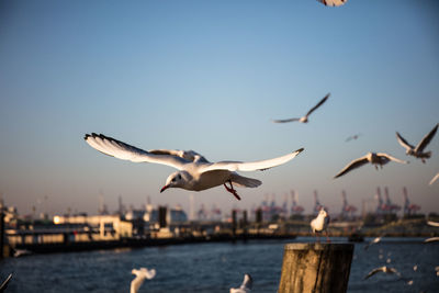 Seagulls flying over sea against clear sky