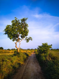 Dirt road along plants on field