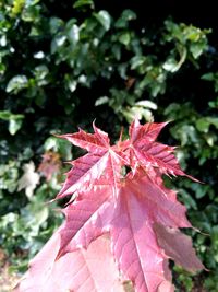 Close-up of pink hibiscus on tree