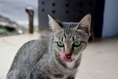 Close-up portrait of cat