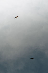 Low angle view of bird flying in sky