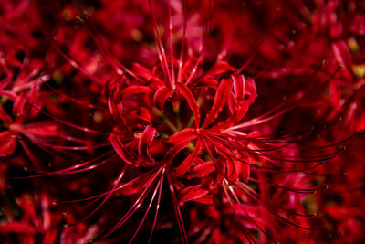 Close-up chic red spider lily blooming 