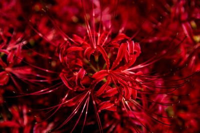 Close-up of red flowering plant