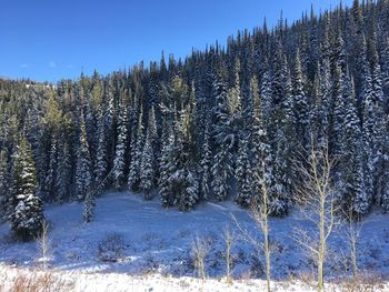 Pine trees in forest against clear sky during winter