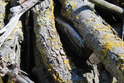 Close-up of tree trunk