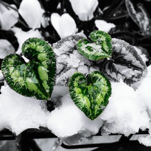 Close-up of plant