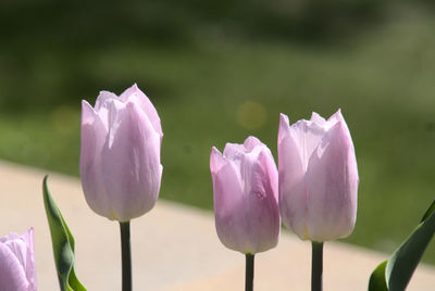 Delicate pink tulips