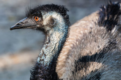 Close-up of a bird looking away