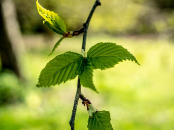 New leaves