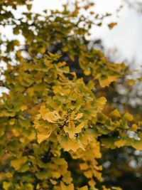 Close-up of yellow plant