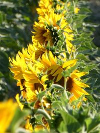 Close-up of fresh yellow flower blooming in park