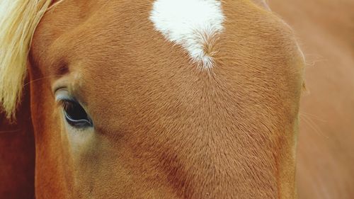 Close-up portrait of horse