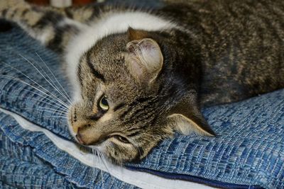 High angle view of cat relaxing on bed