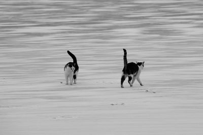 Dogs running on beach