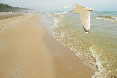 Seagull flying over beach