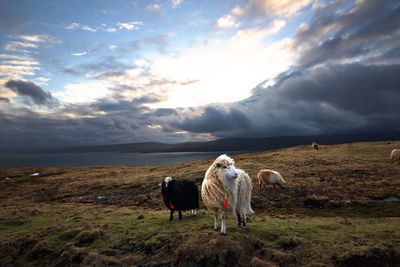 Horses in a field