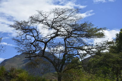 Low angle view of bare trees against sky