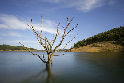 Dead plant by lake against sky