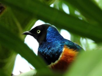 Close-up of bird perching on tree