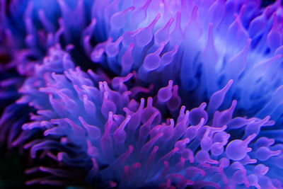 Full frame shot of purple flowers