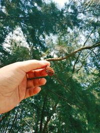 Close-up of hand holding plant