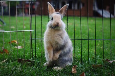 View of a rabbit on field