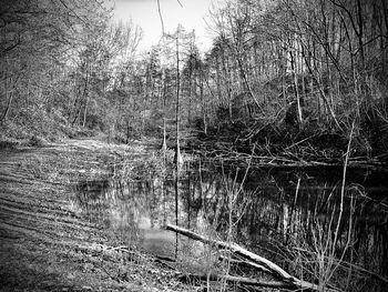 Reflection of bare trees in lake